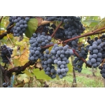 La Bobal, una uva muy de moda en los vinos españoles